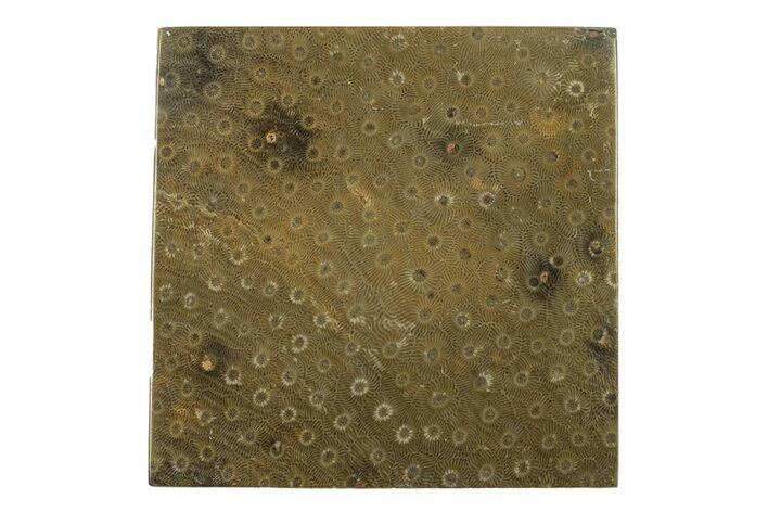 Polished Fossil Rugose Coral Slab - Morocco #276196